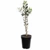 Plant Feijoa Wiki Tu 3.5l