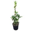 4L Bay Tree - Laurus Nobilis