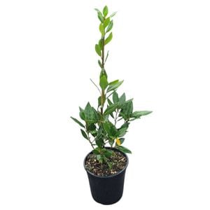 4L Bay Tree - Laurus Nobilis