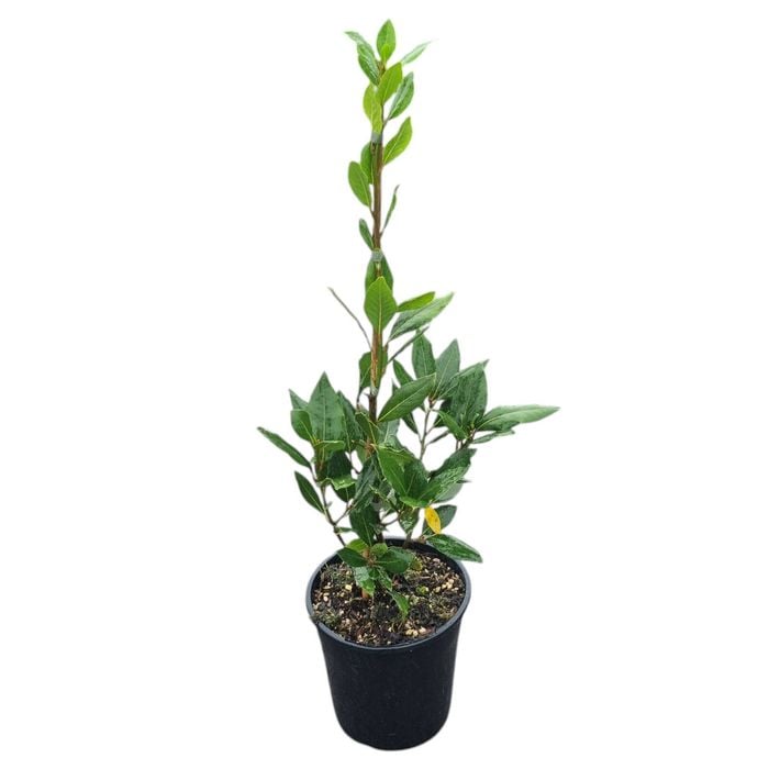 4L Bay Tree - Laurus Nobilis