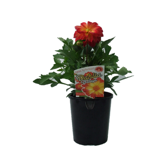1.5L Dahlia Dalaya Krishna - Dahlia