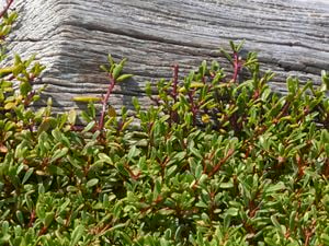 Sea purslane, with shiny, teardrop-shaped leaves