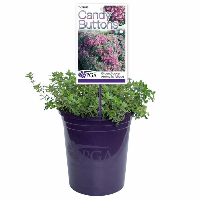 140mm Candy Buttons - Thymus serpyllum