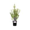 140mm Pittosporum Green Pillar - Pittosporum tenuifolium
