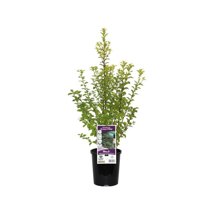 140mm Pittosporum Green Pillar - Pittosporum tenuifolium