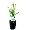 140mm New Release Daffodils - Narcissus pseudonarcissus