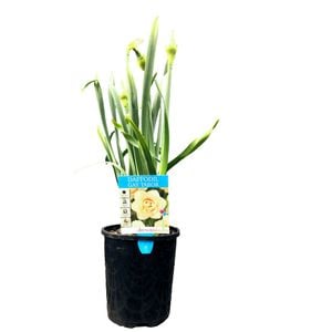 140mm New Release Daffodils - Narcissus pseudonarcissus