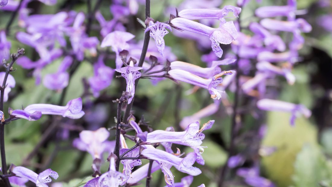 Close up of purple tubular flowers on dark stems with green leaves.