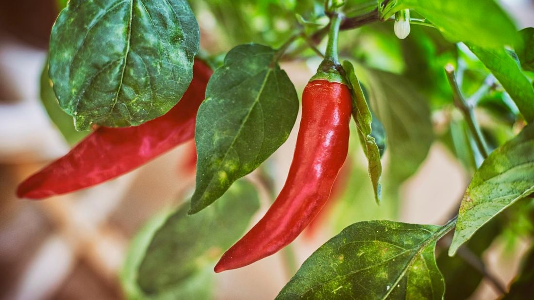 Chillies - Close up