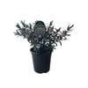 3.5L Hebe Icing Sugar - Hebe hybrid Veronica