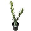 200mm Compact Bay Laurel - Laurus nobilis Miles Choice Dwarf
