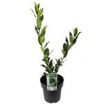 200mm Compact Bay Laurel - Laurus nobilis Miles Choice Dwarf