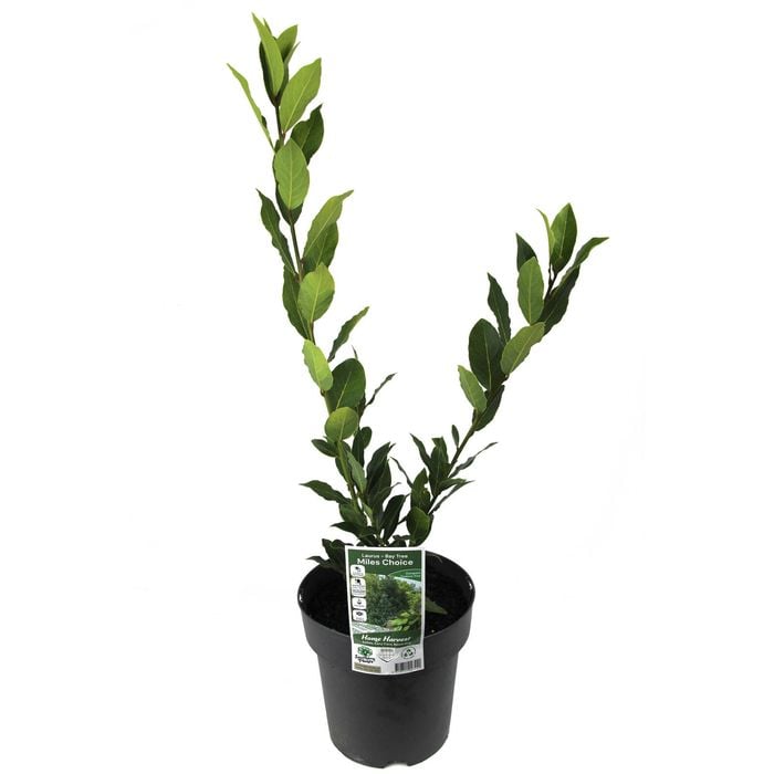 200mm Compact Bay Laurel - Laurus nobilis Miles Choice Dwarf