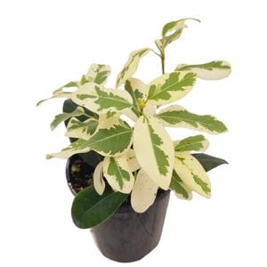 125mm Rusty Fig - Ficus rubiginosa Variegata