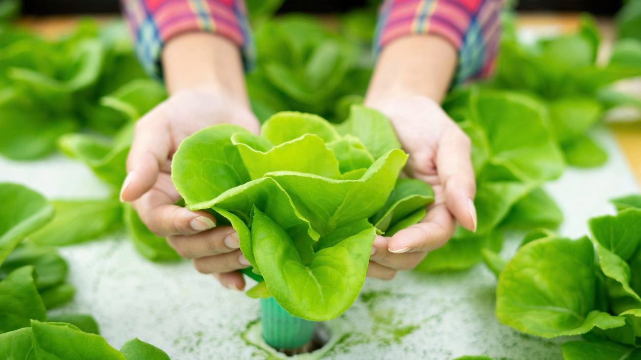 A person holding a lettuce that is growing up through a white mat