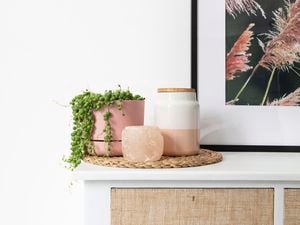 DIY Advice Image - How to propagate and care for a string of pearls. G Drive blob storage upload.