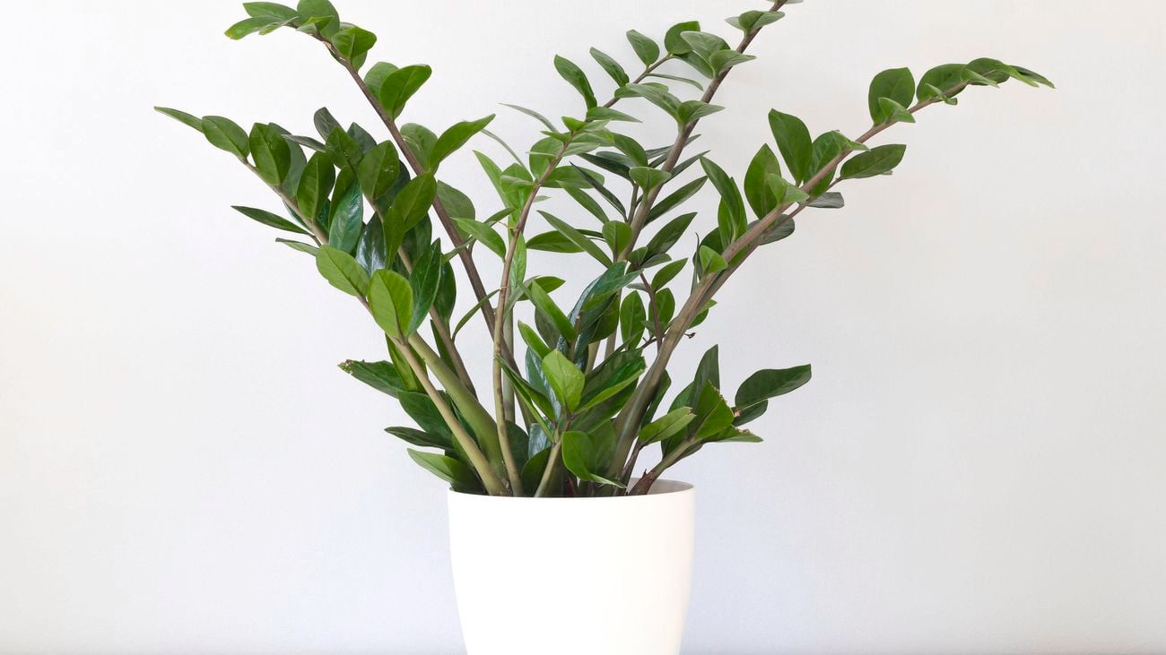 A Zanzibar gem plant in a white pot