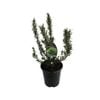 3.5L Rosemary Tuscan Blue - Rosmarinus officinalis