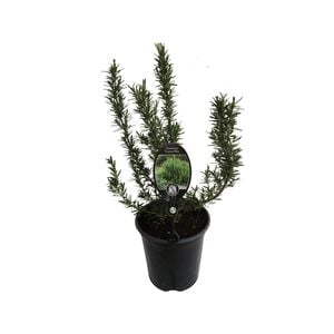 3.5L Rosemary Tuscan Blue - Rosmarinus officinalis
