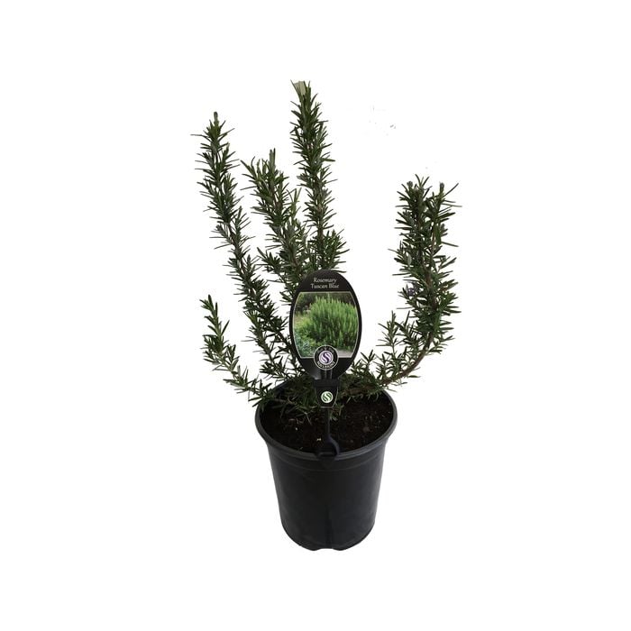 3.5L Rosemary Tuscan Blue - Rosmarinus officinalis
