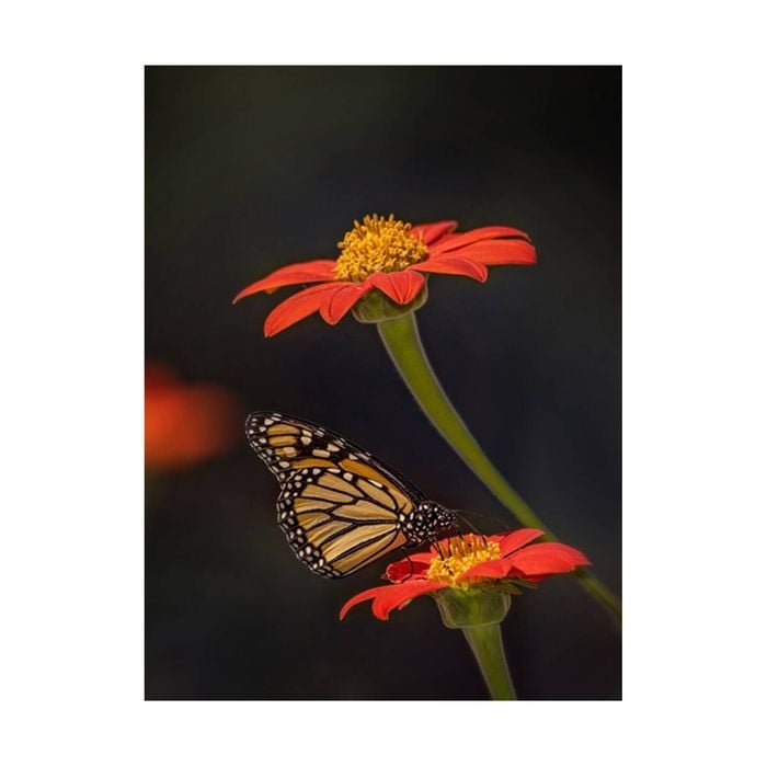 Artey | Butterfly Portrait X - Stretched Canvas - Stretched Canvas - 90 x 120cm
