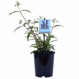 140mm Butterfly Bush 'Black Knight' - Buddleia davidii
