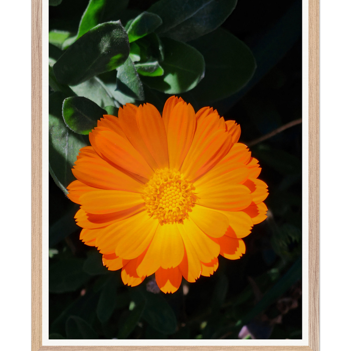 Galrie Bright Orange Marigold Flower Art Photography Print - Vibrant Botanical Decor, Wood Frame, A1 60 x 84cm (23 x 33inch)