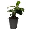 170mm Zebra Prayer Plant - Calathea zebrina