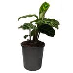 170mm Zebra Prayer Plant - Calathea zebrina