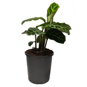 170mm Zebra Prayer Plant - Calathea zebrina