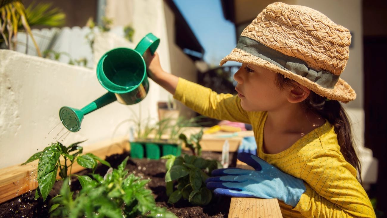 A 5 year old girl wearing a straw hat and gloves holding a green watering can with which she waters her newly planted pepper plant