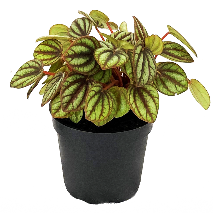 60mm Mini Mates Range Assorted Peperomia PBR