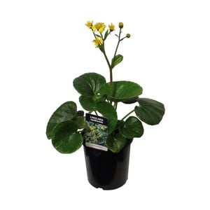 2.5L Tractor Seat Plant - Ligularia reniformis