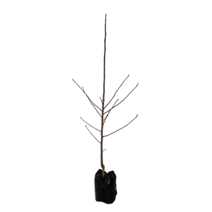15L Magnolia - Magnolia vulcan