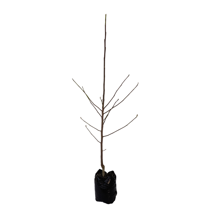 15L Magnolia - Magnolia vulcan