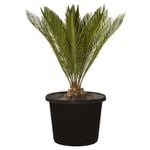 45L Sago Palm - Cycas revoluta