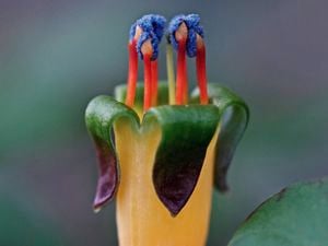 Close up of a creeping fuchsia with a yellow‑orange tubular flower, green curved sepals, and red and blue stamens.