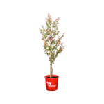 200mm Ruffled Red Magic - Lagerstroemia