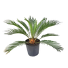 230mm Sago Palm - Cycas revoluta