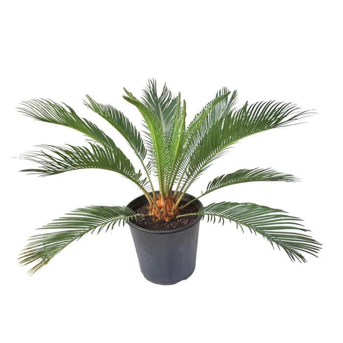 230mm Sago Palm - Cycas revoluta