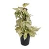 180mm Marble Queen Pothos - Epipremnum auruem