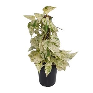 180mm Marble Queen Pothos - Epipremnum auruem