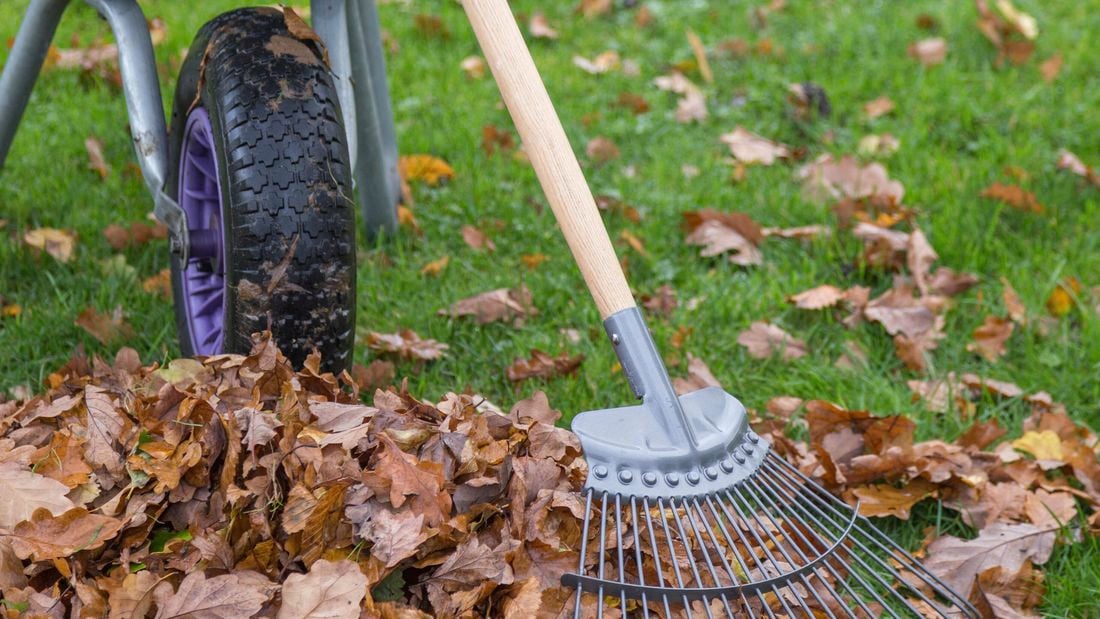 Rake on a lawn with autumn leaves.