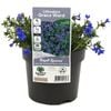 140mm Grace Ward Lithodora - Lithodora diffusa