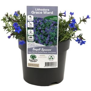 140mm Grace Ward Lithodora - Lithodora diffusa