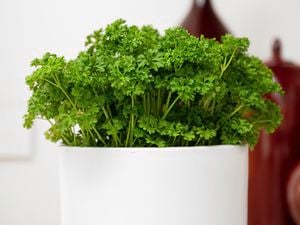 Mr Fothergill's Mint Herb Garden Seeds
