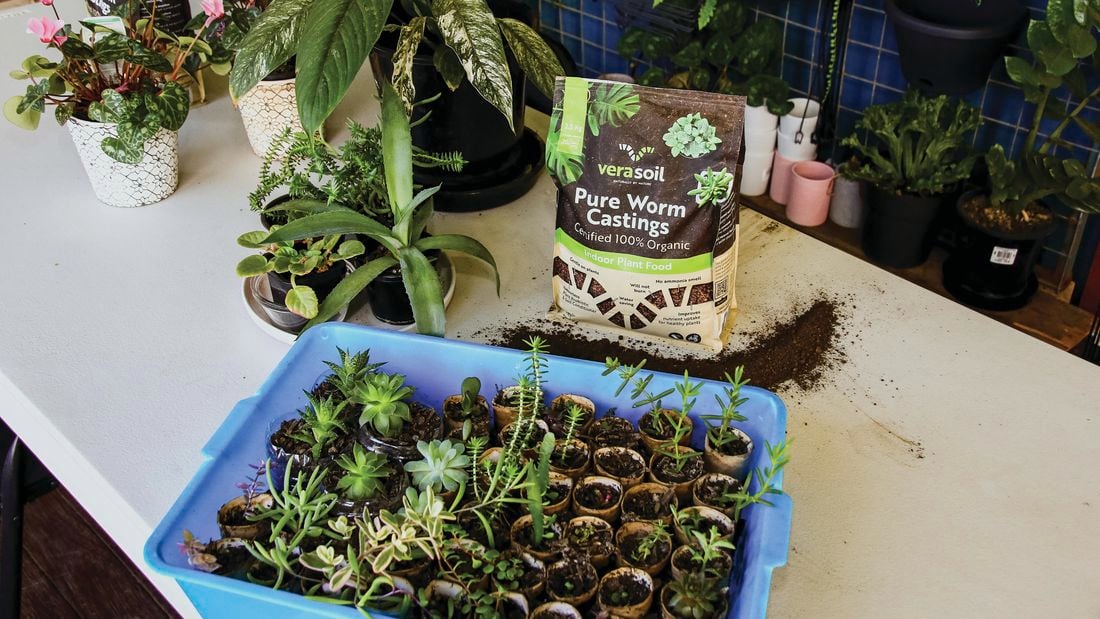 Many small plants planted in small pots with pure worm castings