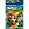 Bulb Calla Mixed 5-pk