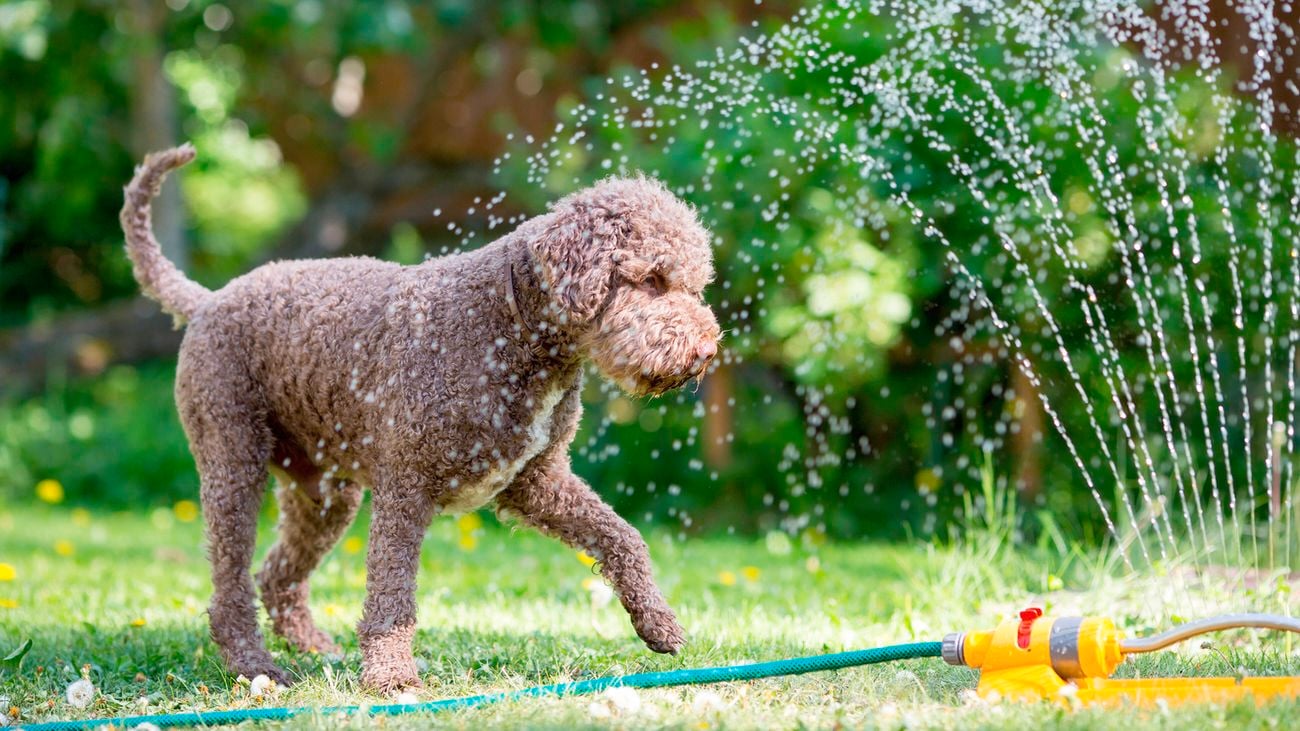 A curly-haired brown dog plays with a garden sprinkler spraying water