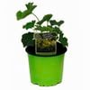 130mm Ladies Mantle - Alchemilla mollis